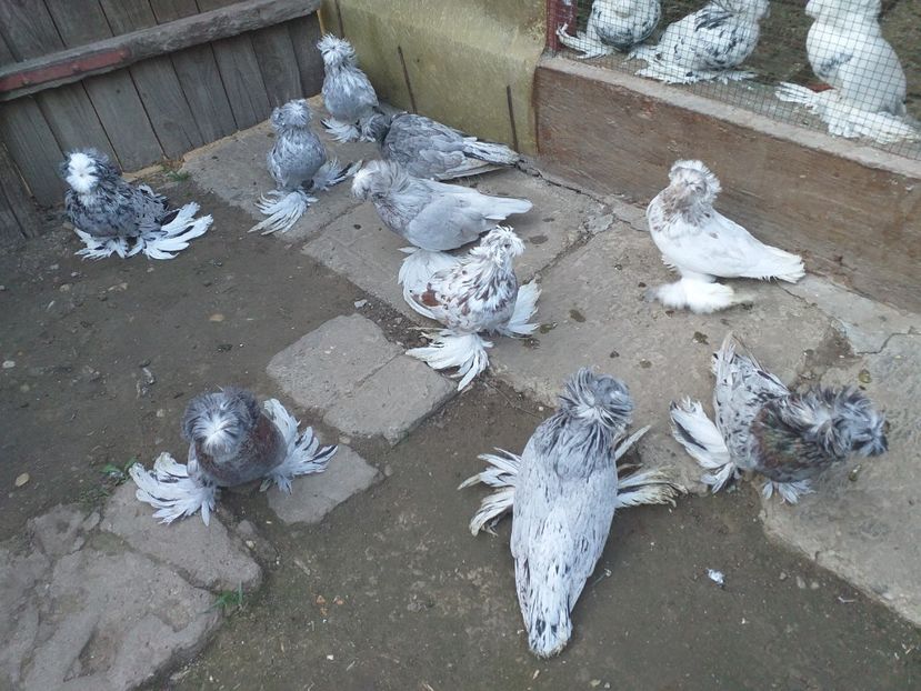  - TOBOSARI DE BUHARA