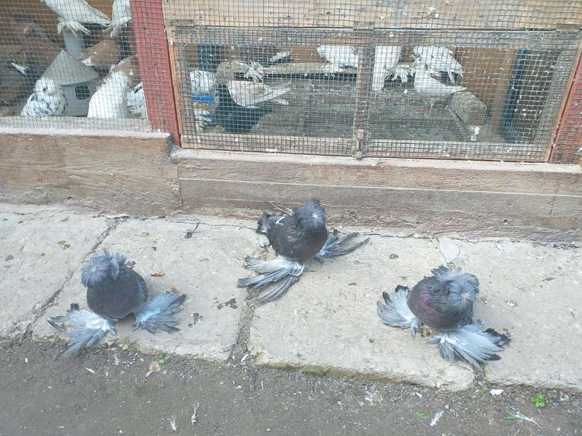  - TOBOSARI DE BUHARA