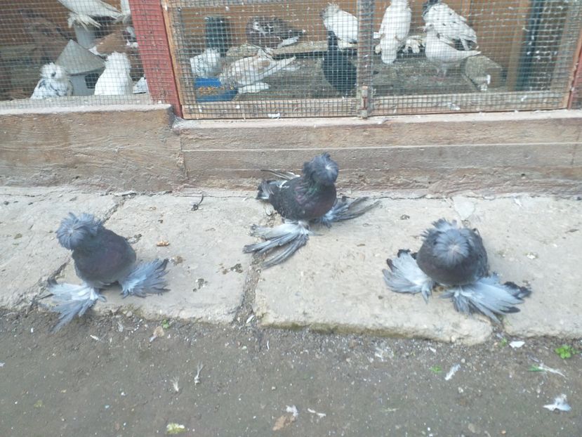  - TOBOSARI DE BUHARA