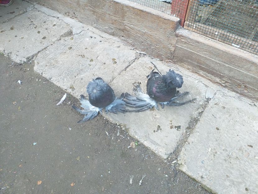  - TOBOSARI DE BUHARA