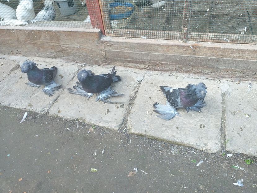  - TOBOSARI DE BUHARA