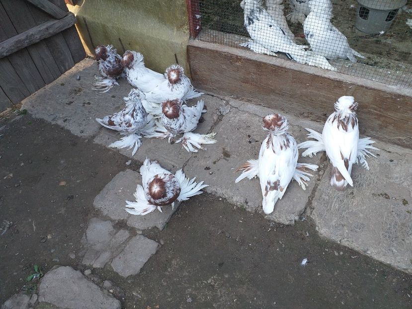  - TOBOSARI DE BUHARA