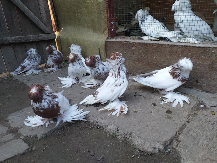  - TOBOSARI DE BUHARA