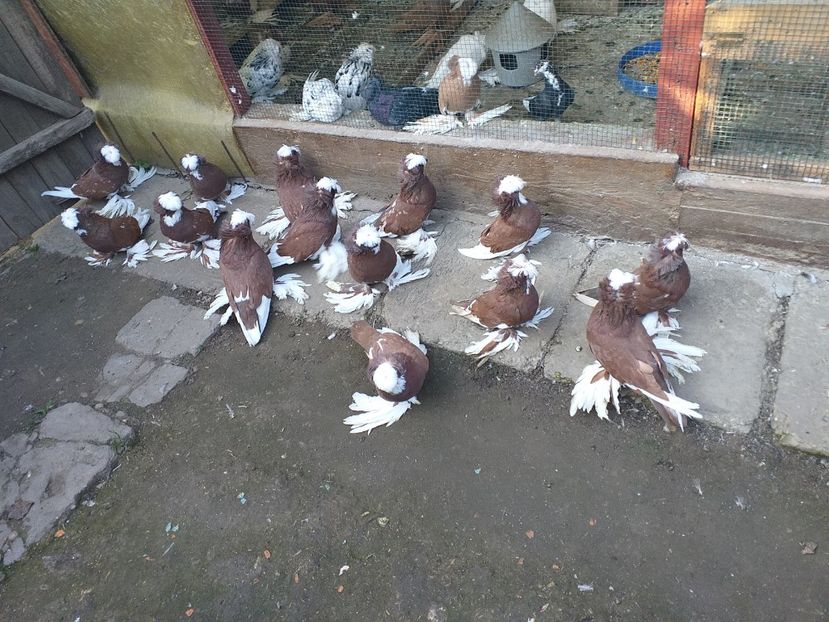  - TOBOSARI DE BUHARA