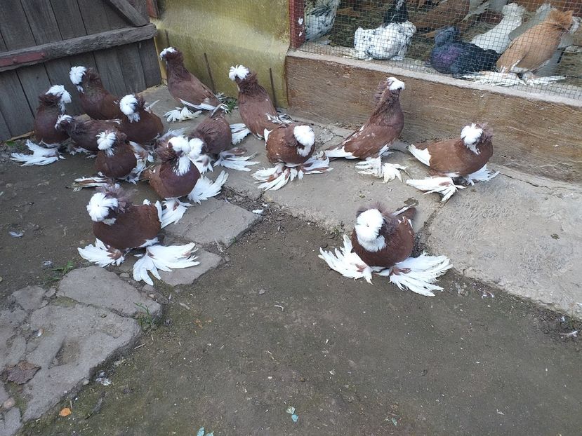  - TOBOSARI DE BUHARA