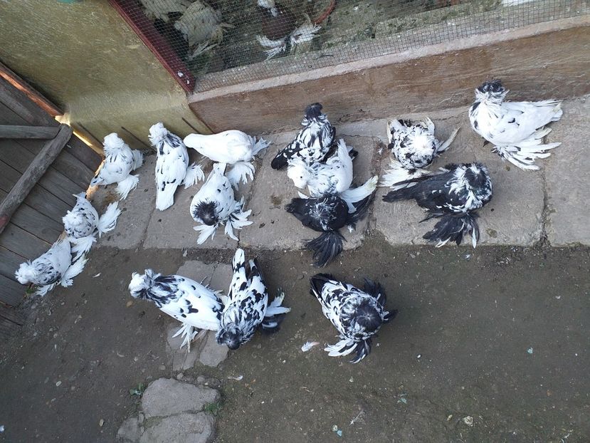  - TOBOSARI DE BUHARA