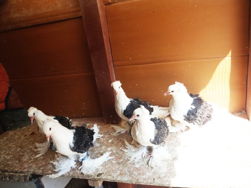  - Creti Francezi capaciti