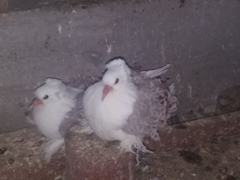  - Creti Francezi capaciti