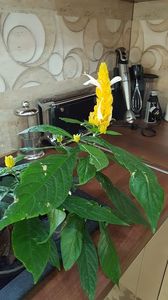  - octombrie-noiembrie