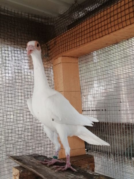 1-0.2019 - CARRIER PT MATCA 2020