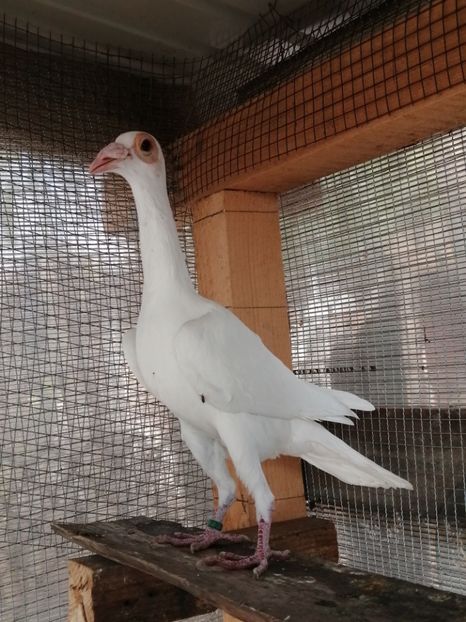 1-0 - CARRIER PT MATCA 2020