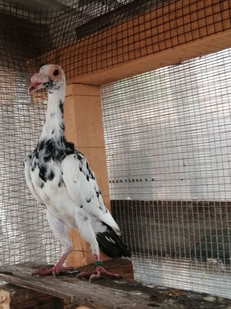 0-1.2019 - CARRIER PT MATCA 2020