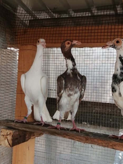 1-0 - CARRIER PT MATCA 2020