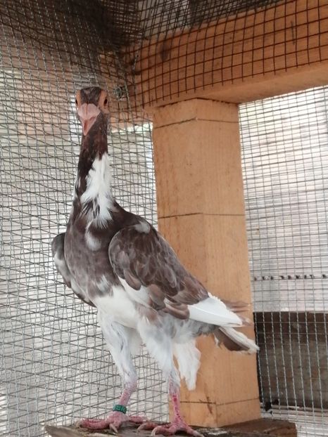 1-0.2019 - CARRIER PT MATCA 2020