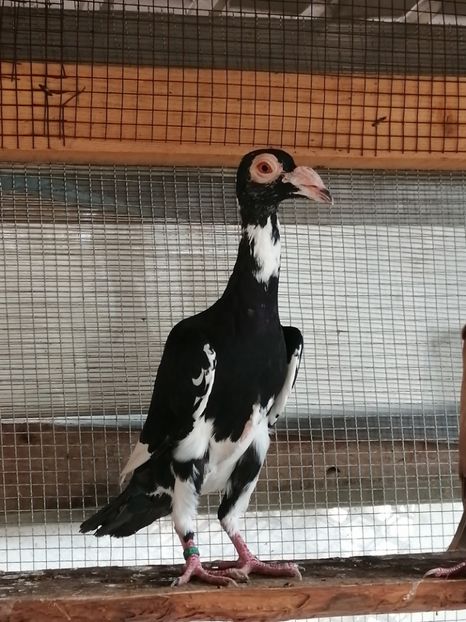 0-1 - CARRIER PT MATCA 2020