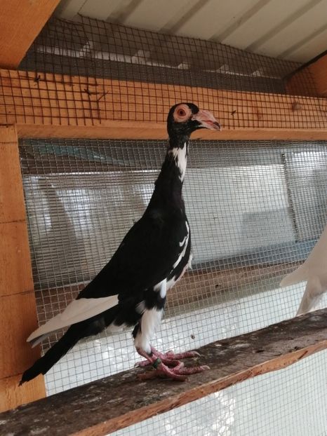 0-1.2019 - CARRIER PT MATCA 2020