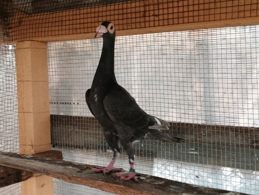 1-0.2019 - CARRIER PT MATCA 2020