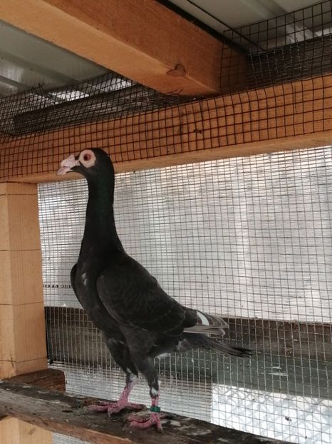 1-0 - CARRIER PT MATCA 2020