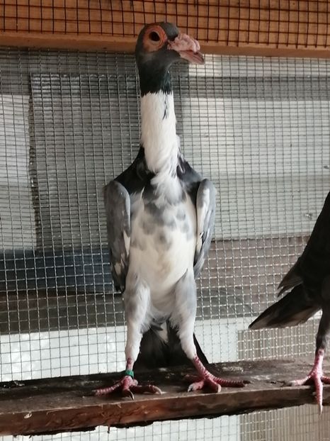 1-0.2019 - CARRIER PT MATCA 2020