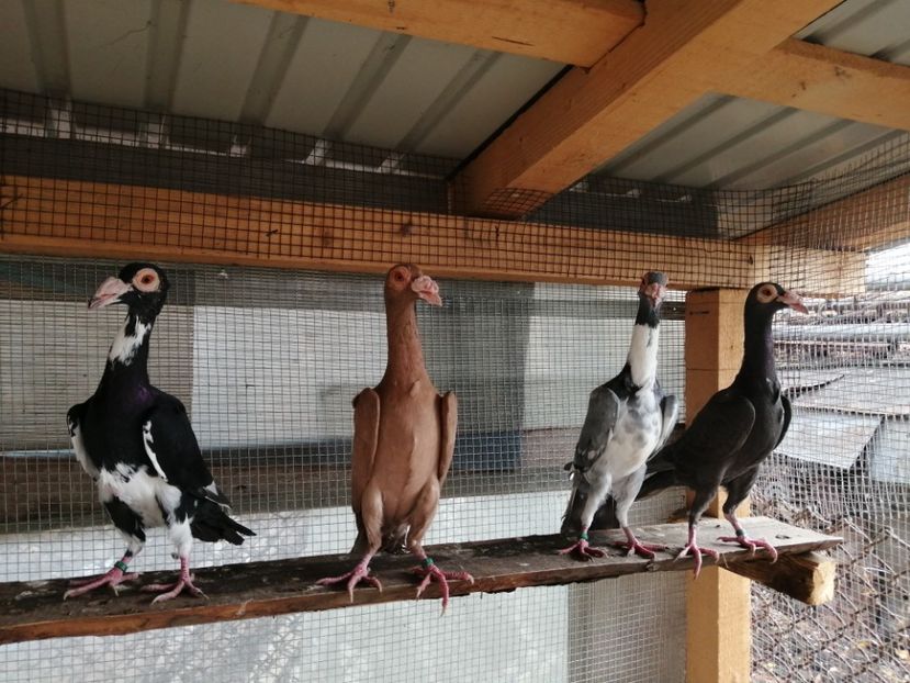  - CARRIER PT MATCA 2020