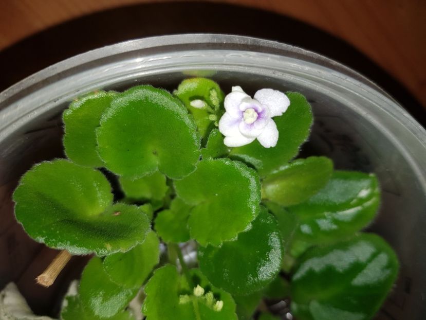 03.07.2019 - Optimara Little Moonstone