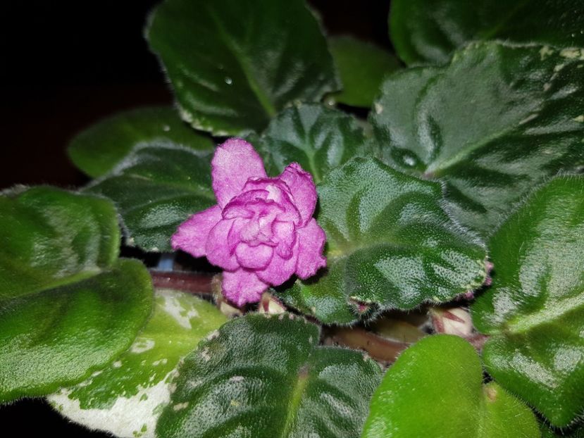 08.10.2019 - Rebel s Rose Bud