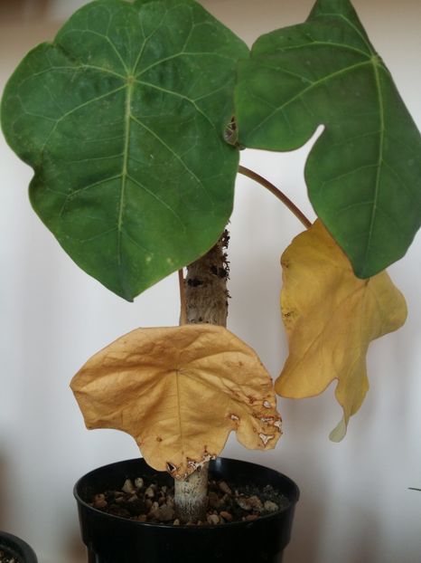  - plantutele mele
