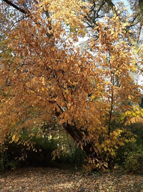  - 2019 - Excursie 26-27 octombrie