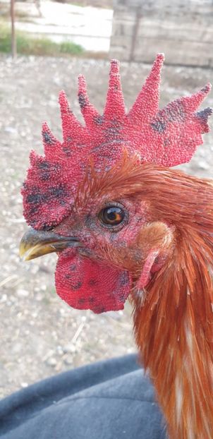  - 00 Ceva HIBRIZI interesanți