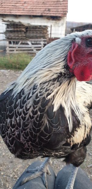  - 00 Ceva HIBRIZI interesanți