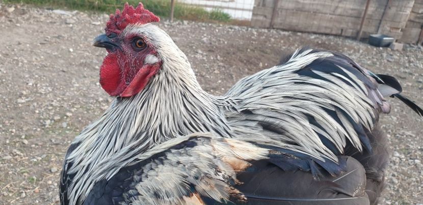  - 00 Ceva HIBRIZI interesanți