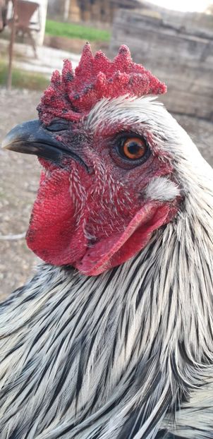  - 00 Ceva HIBRIZI interesanți