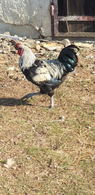  - 00 Ceva HIBRIZI interesanți