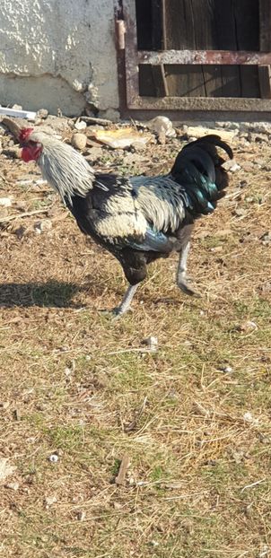  - 00 Ceva HIBRIZI interesanți