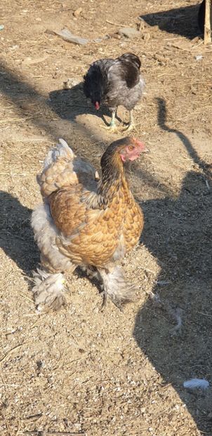  - 00 Ceva HIBRIZI interesanți