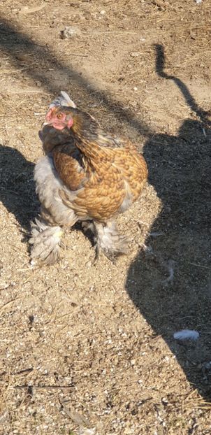 20191026_114753(0) - 00 Ceva HIBRIZI interesanți