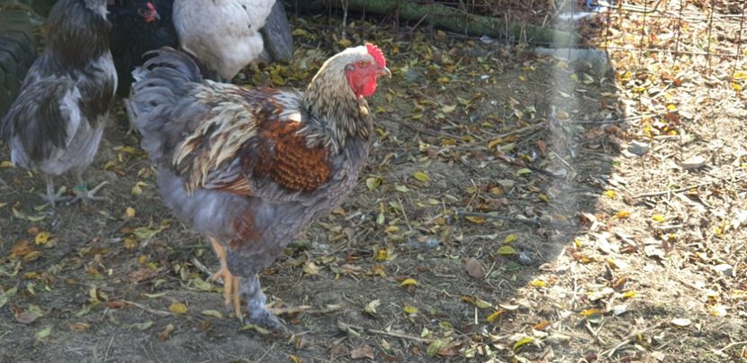  - 00 Ceva HIBRIZI interesanți