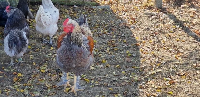  - 00 Ceva HIBRIZI interesanți