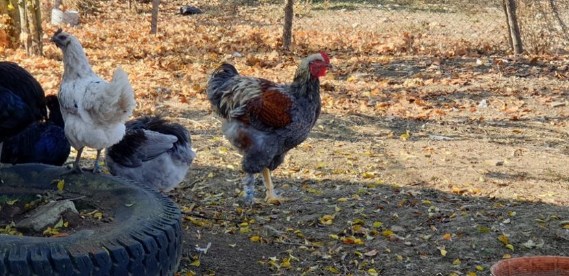  - 00 Ceva HIBRIZI interesanți