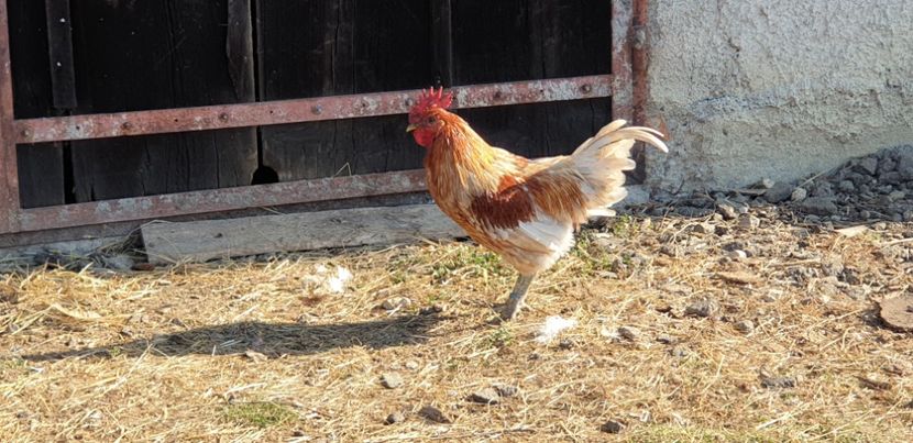  - 00 Ceva HIBRIZI interesanți