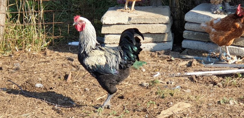  - 00 Ceva HIBRIZI interesanți