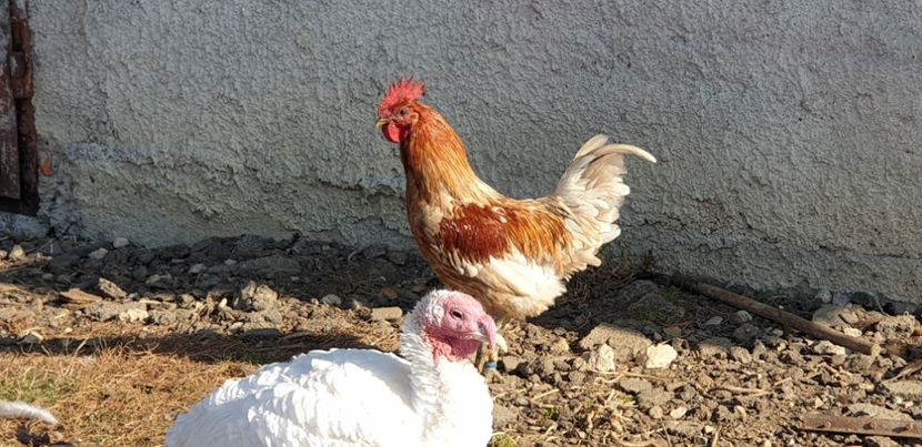 20191026_112938(0) - 00 Ceva HIBRIZI interesanți