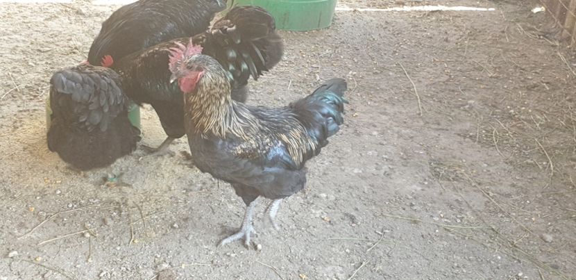  - 00 Ceva HIBRIZI interesanți