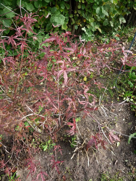 Dezamagitor - alt artar japonez! - 2019 - 03 - Toamna