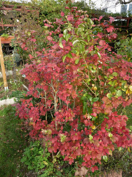  - 2019 - 03 - Toamna