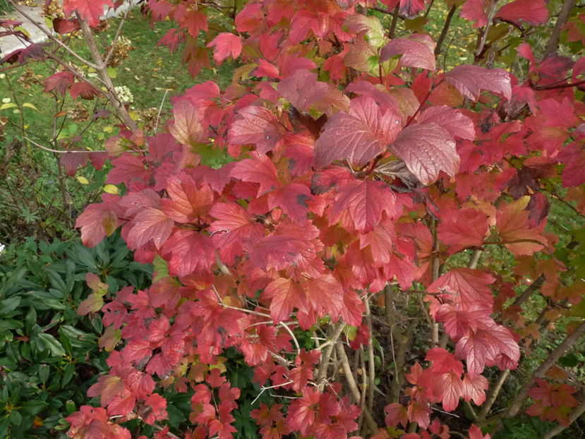  - 2019 - 03 - Toamna