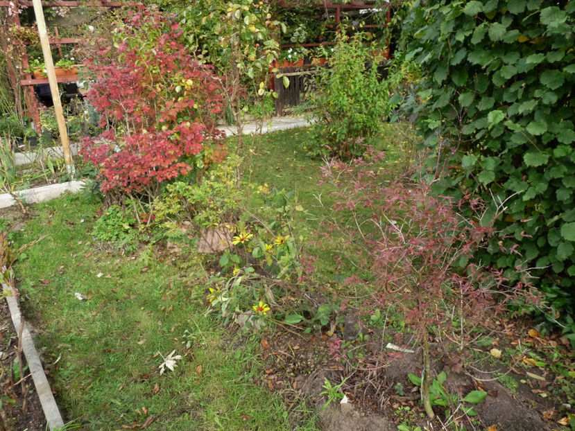 Viburnum stanga, artar dreapta - 2019 - 03 - Toamna