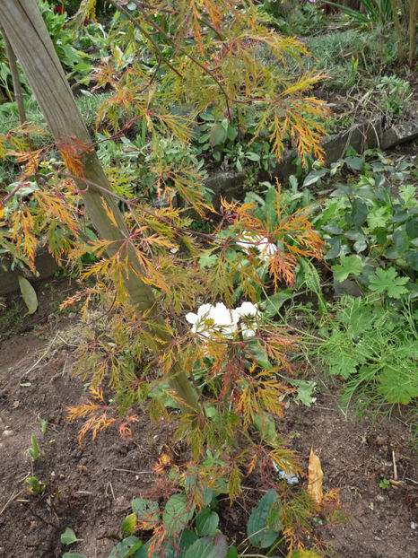 Artar japonez dezamagitor! - 2019 - 03 - Toamna