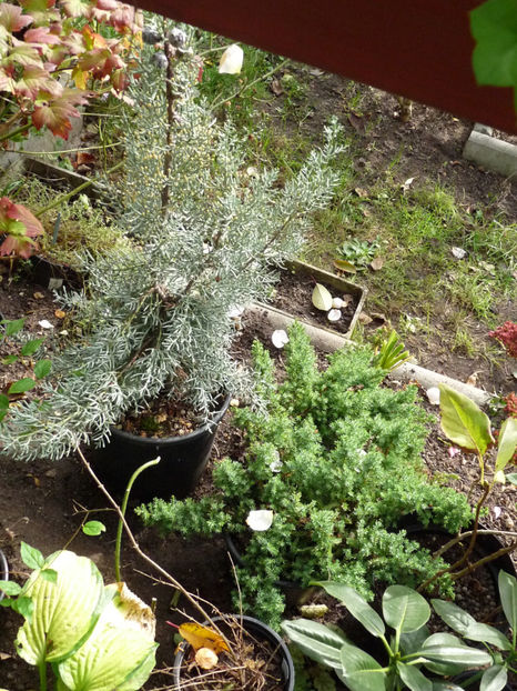  - 2019 - 03 - Toamna