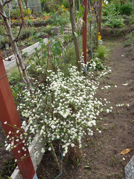  - 2019 - 03 - Toamna